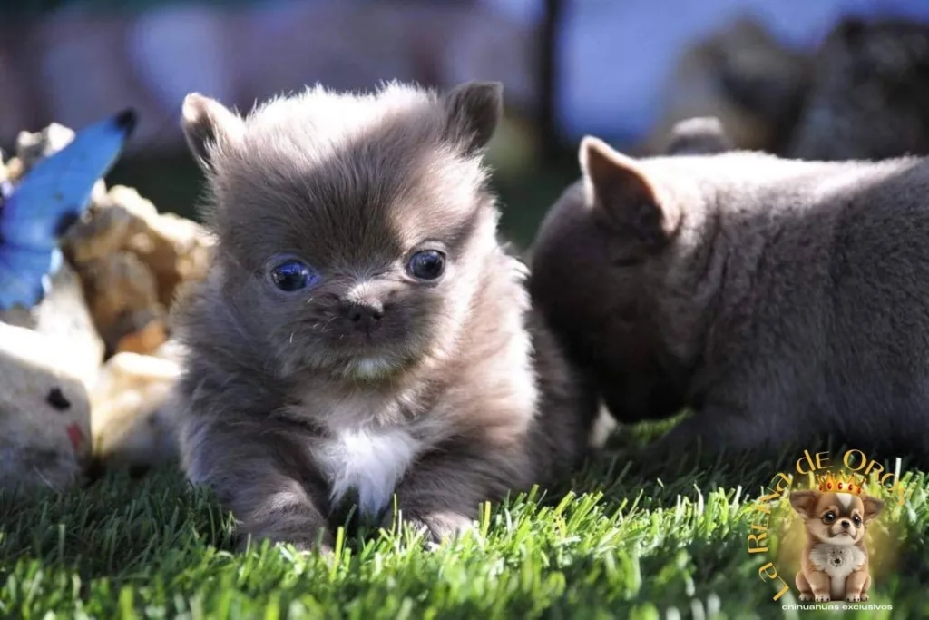 criador de chihuahua legal autorizado