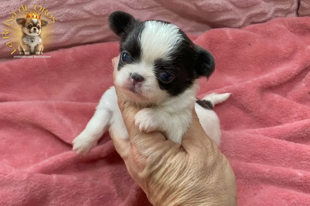 lista de espera criadero chihuahuas