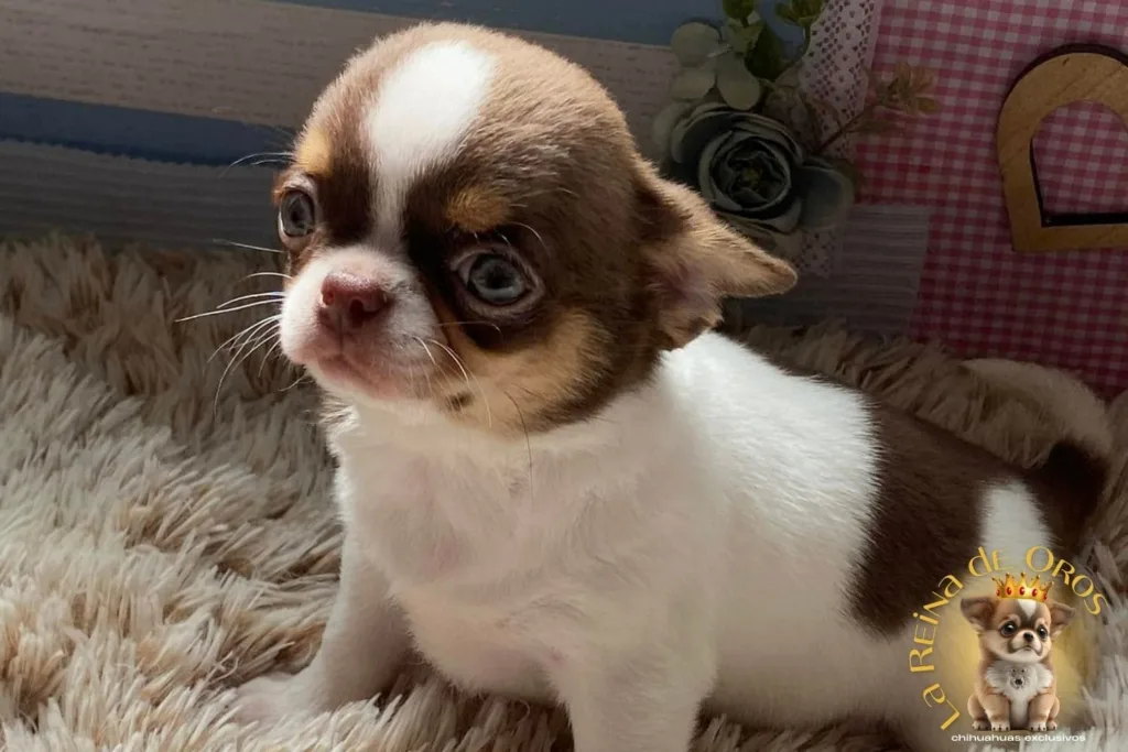 lista de espera chihuahuas la reina de oros