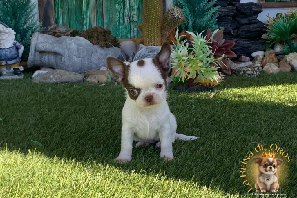 mitos y verdades sobre el chihuahua