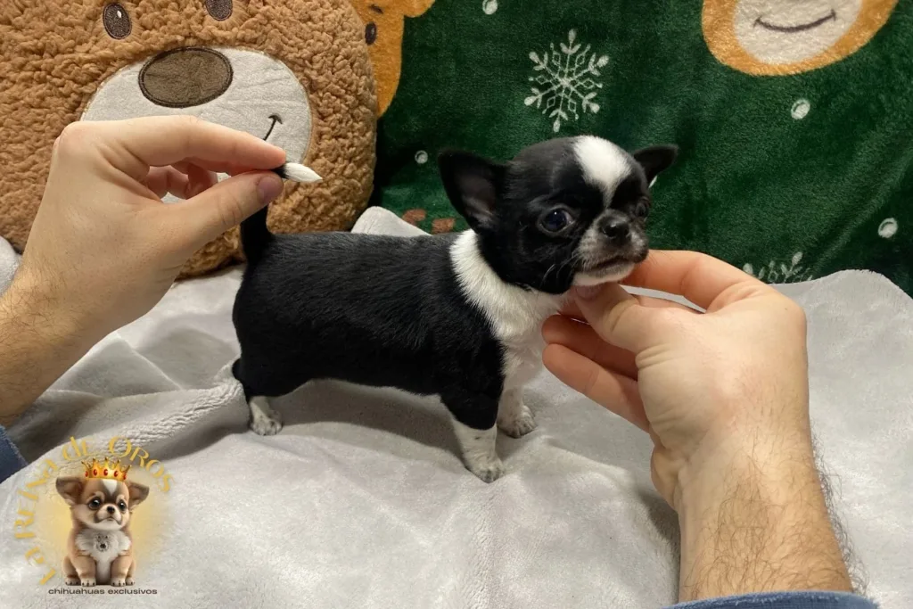 mitos sobre los chihuahuas