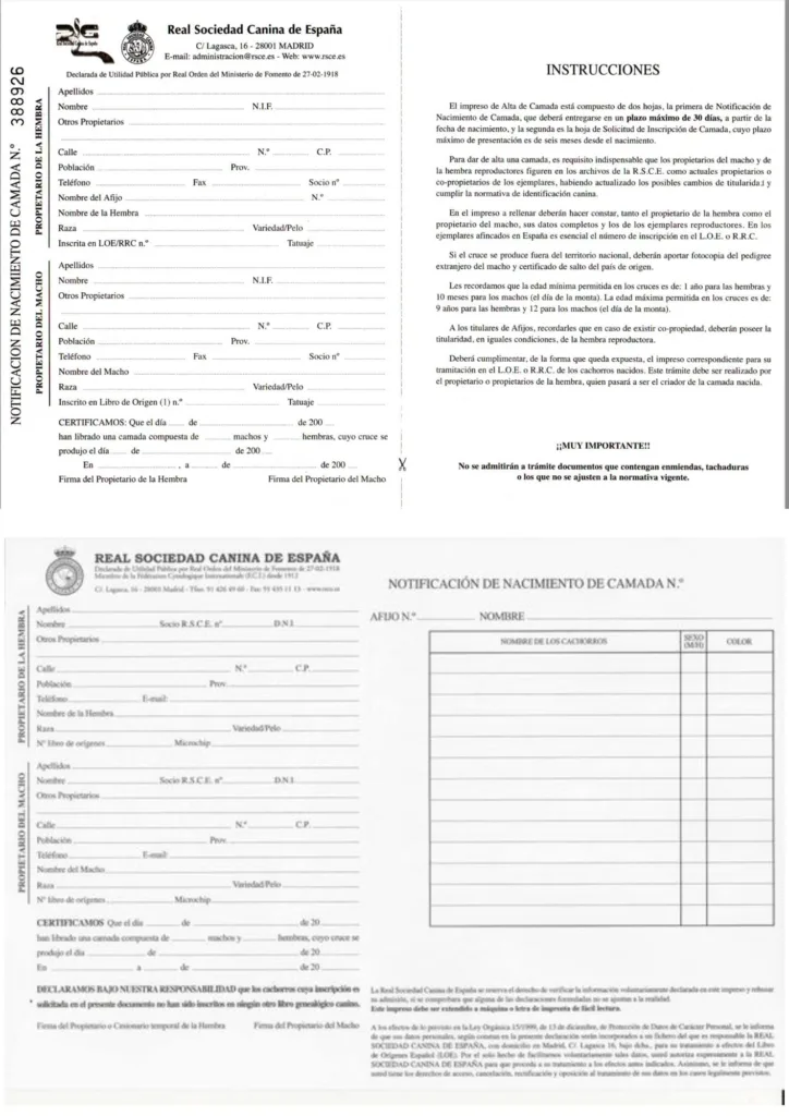 notificación nacimiento camada pedigree chihuahua