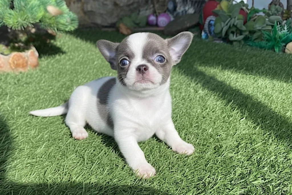 sacar pedigree de un chihuahua en españa