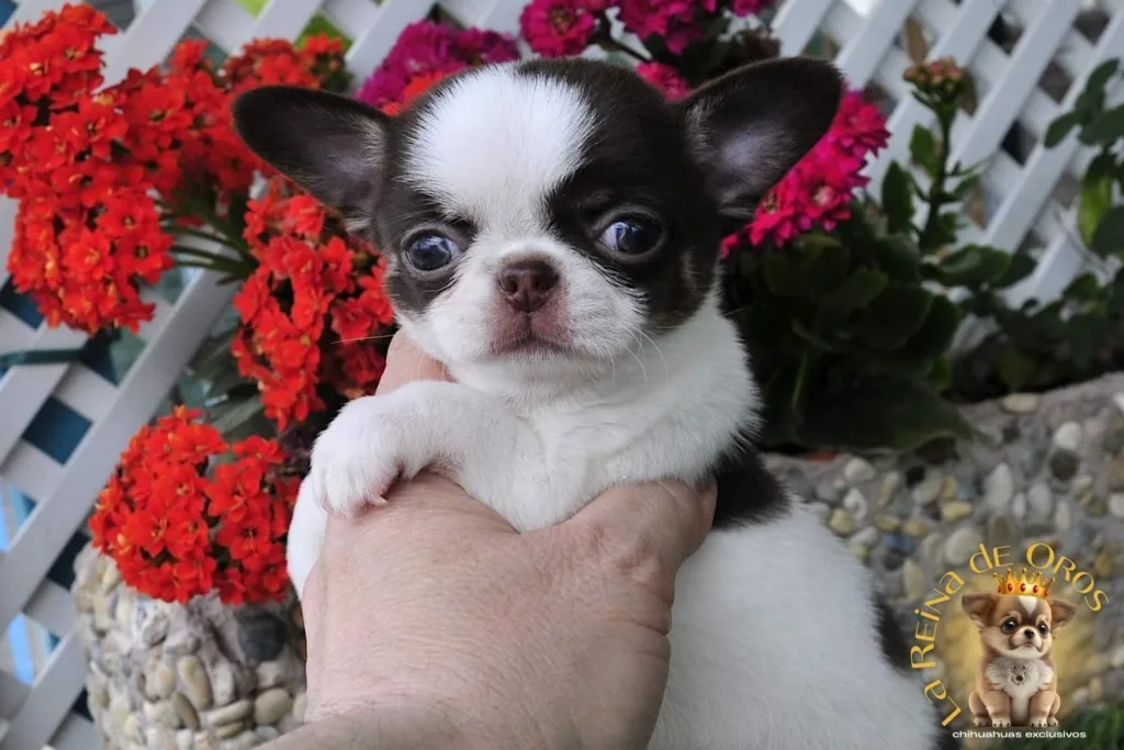 la socialización del chihuahua