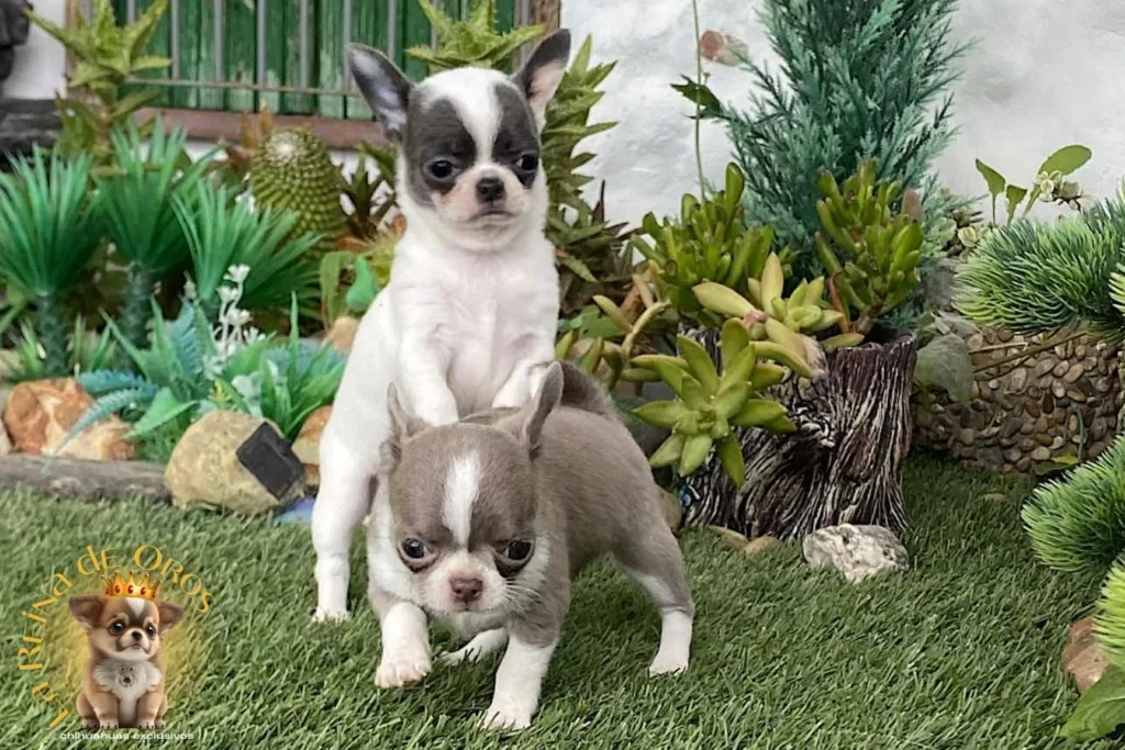 cachorros chihuahua siendo socializados