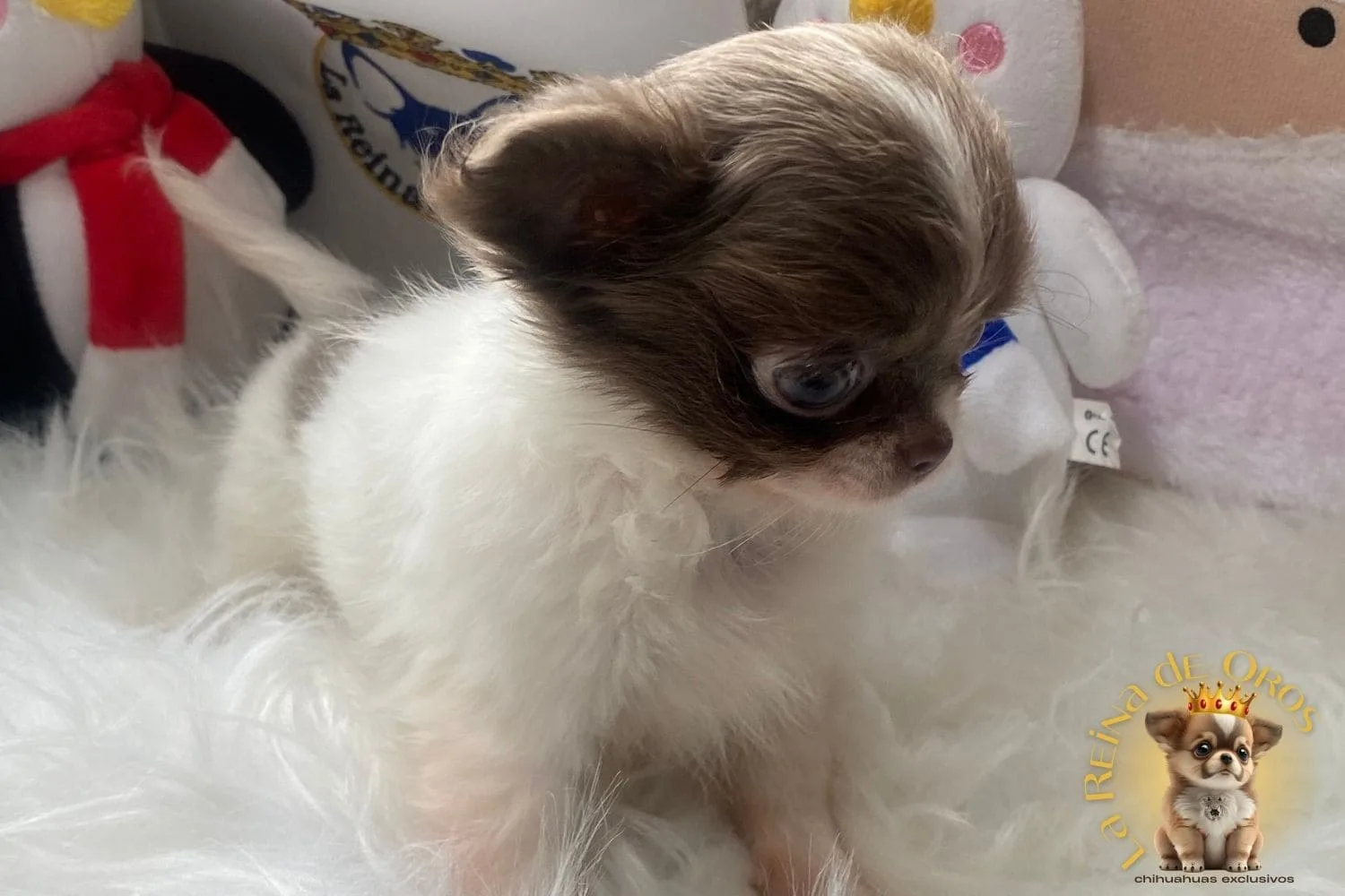 Videos de Cachorros Chihuahua