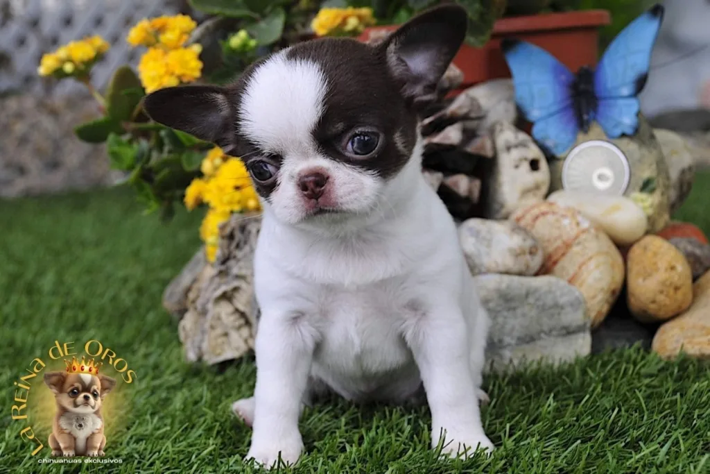 alta seleccion de chihuahuas