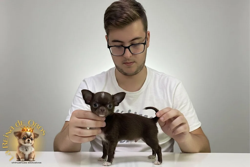 altura del chihuahua