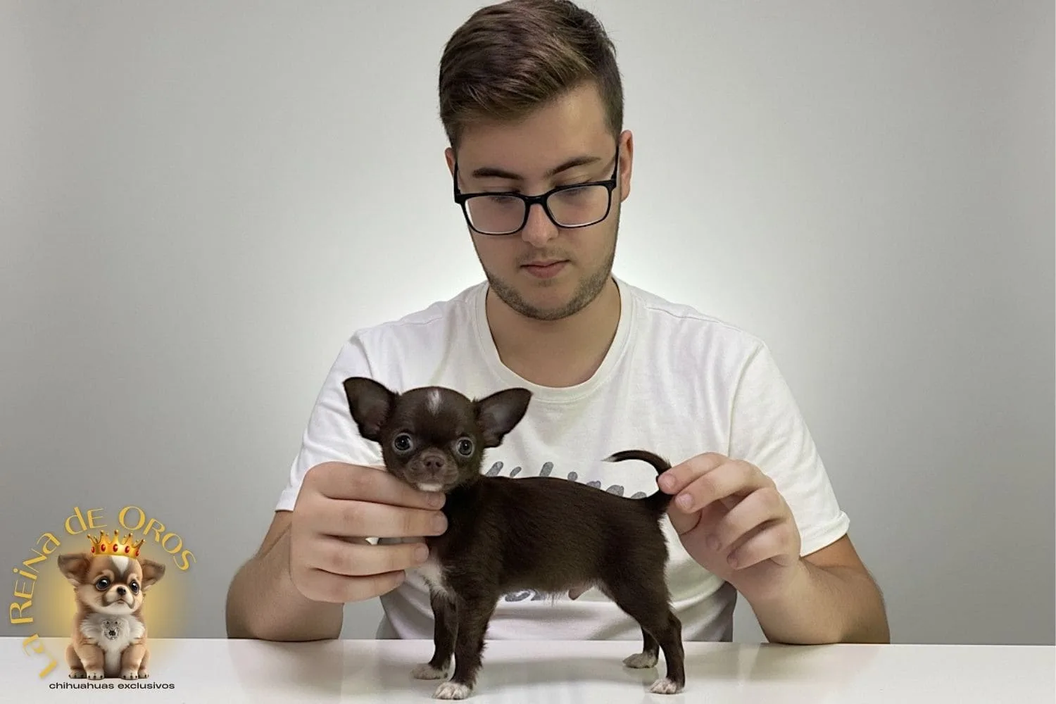 Altura del Chihuahua
