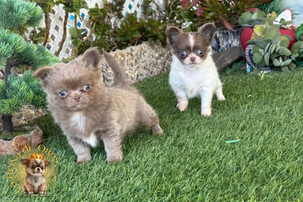 bajadas de azucar en chihuahuas