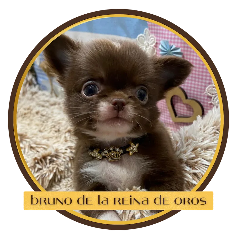 cachorro chihuahua bruno la reina de oros
