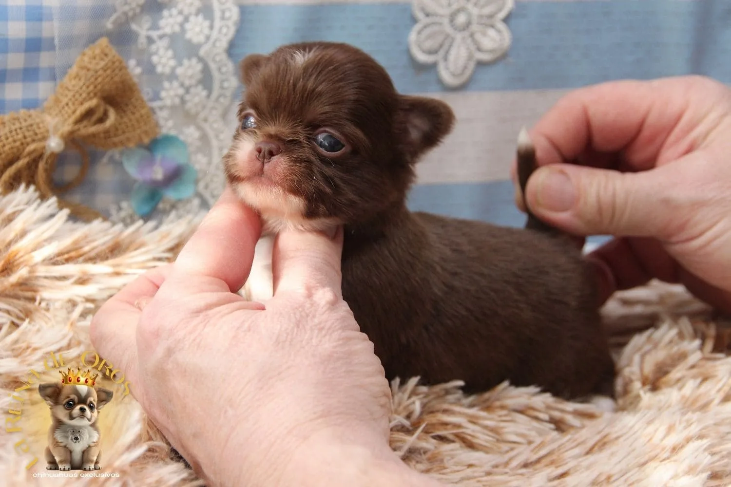 Cachorro Chihuahua Bruno
