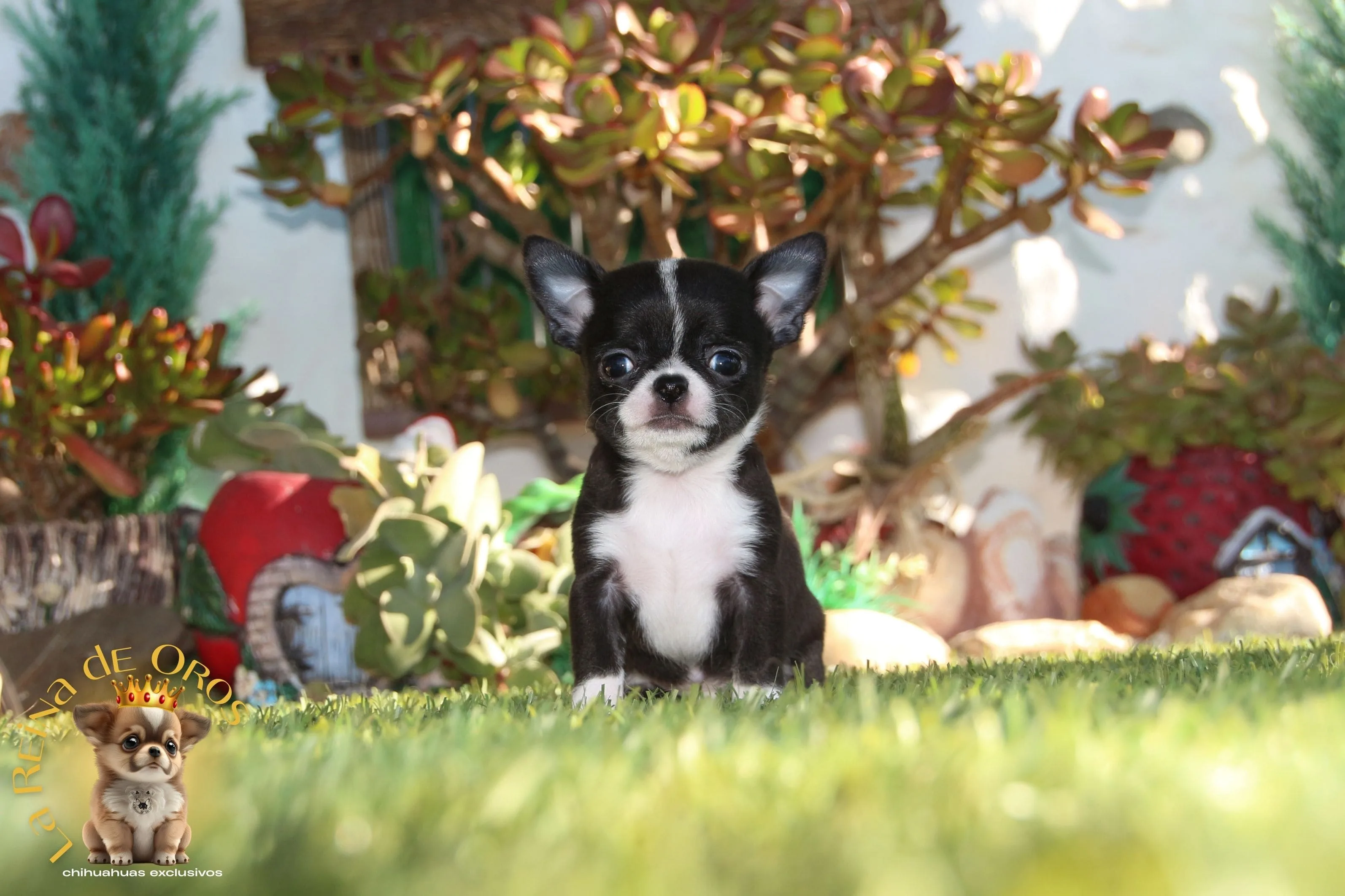 Cachorro Chihuahua Charlie