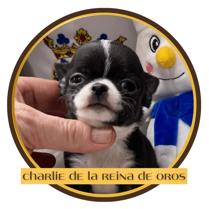 cachorro chihuahua de la reina de oros