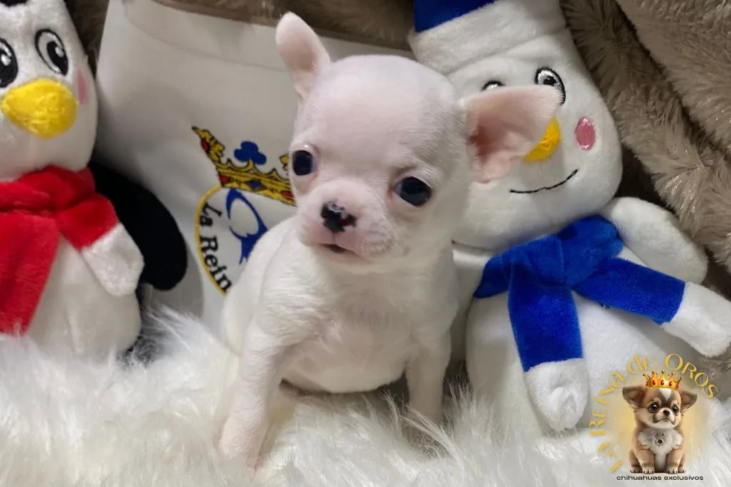 chihuahua de bolsillo color blanco