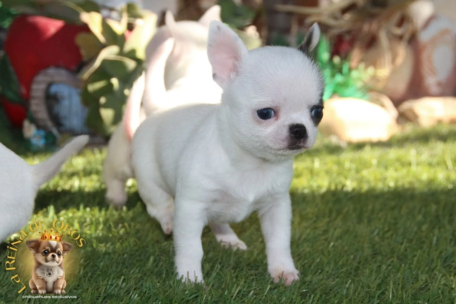 Perrita Blanca y Azul Hover