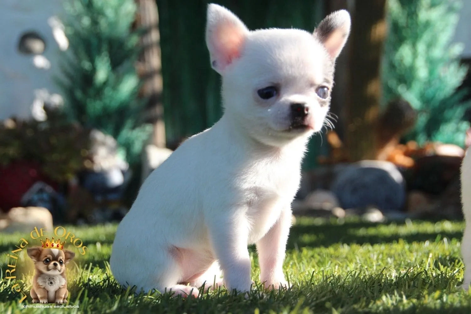 Perrita Blanca y Azul