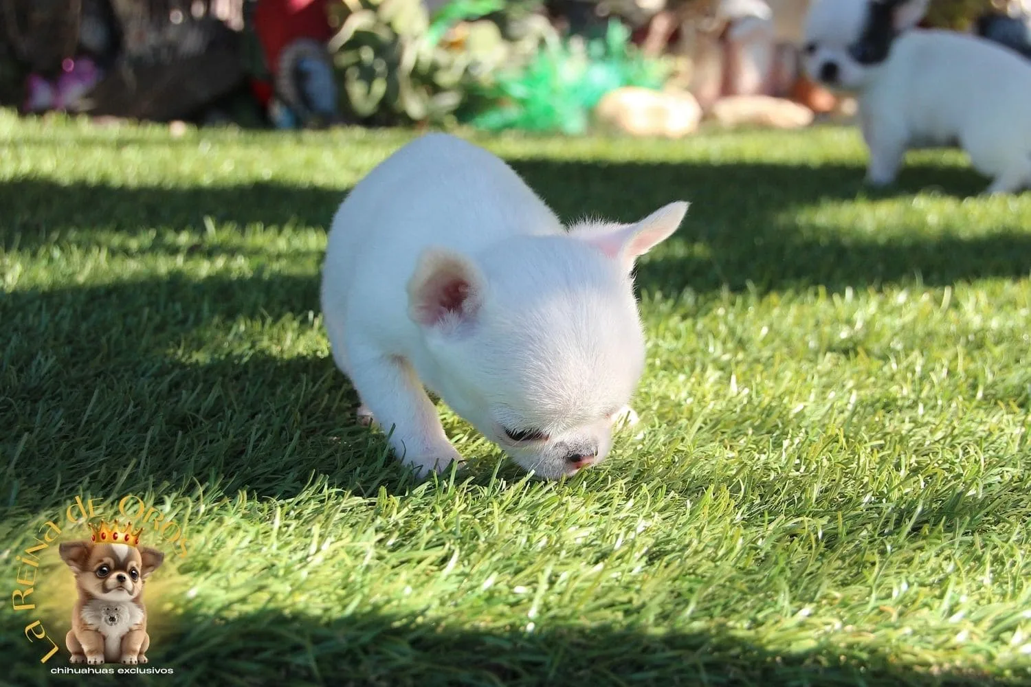 Cachorro Chihuahua Blanca Hover