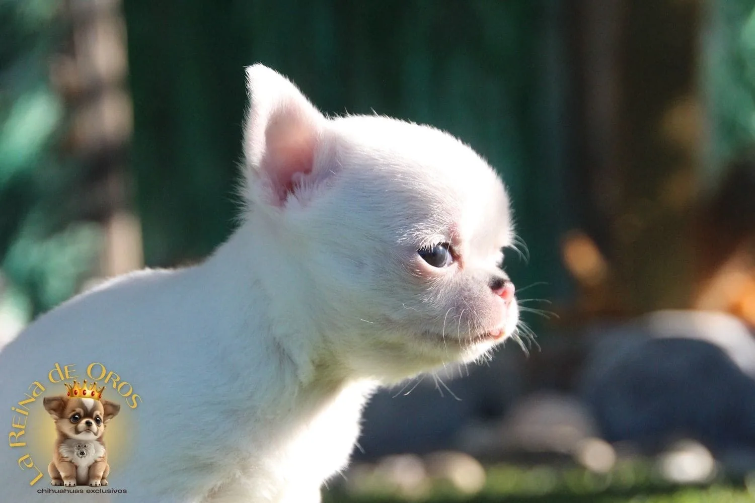 Perrita Blanca