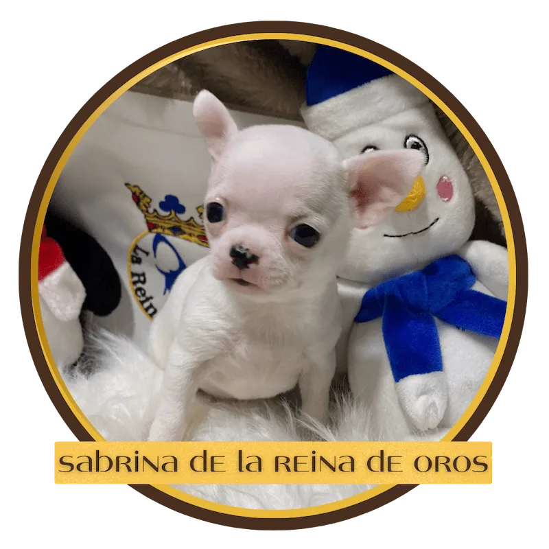 cachorro chihuahua sabrina color blanco