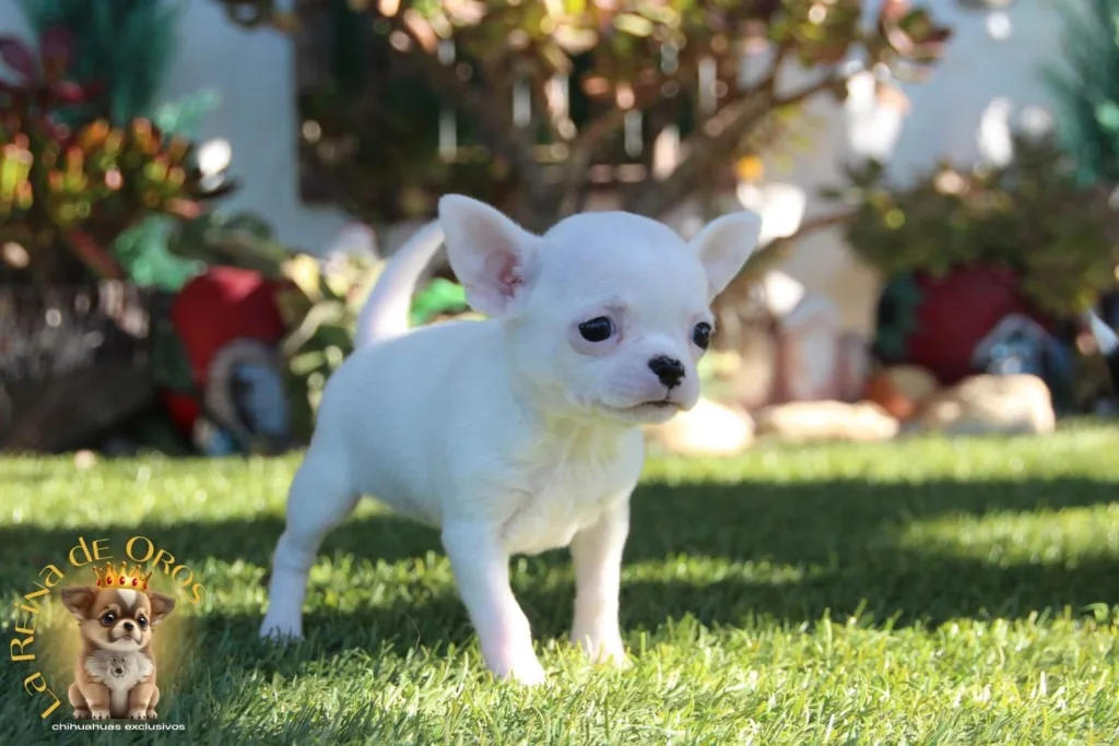 cachorro chihuahua sabrina