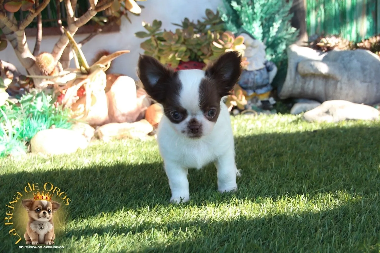 Cachorro Chihuahua Yanko