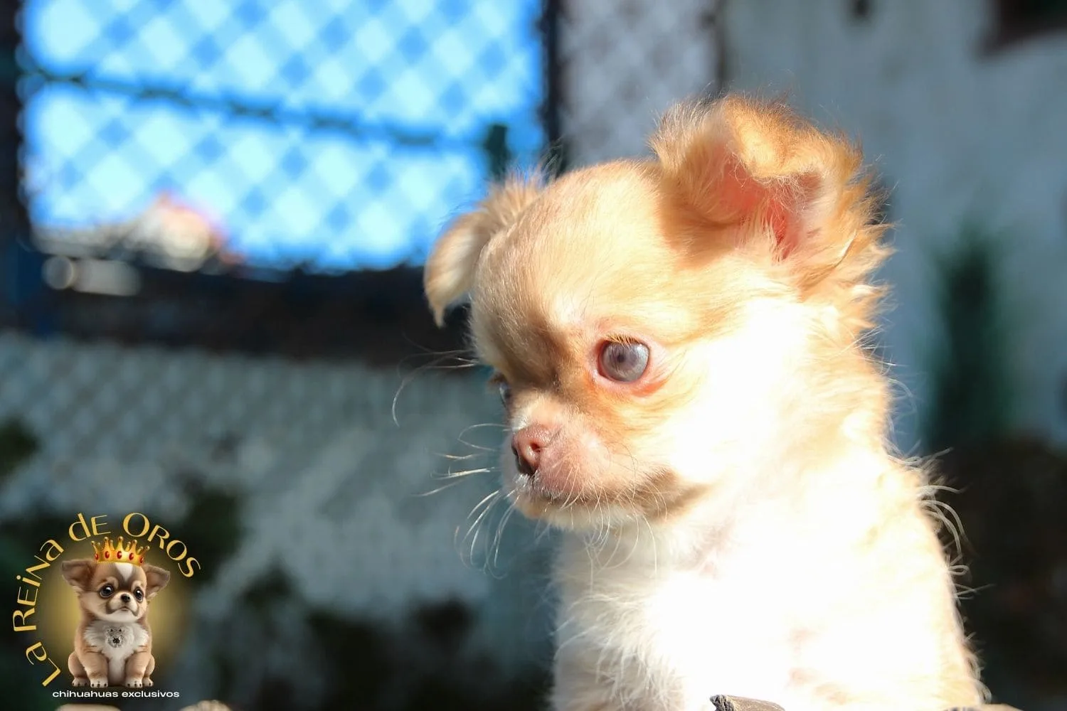 chihuahua rojo