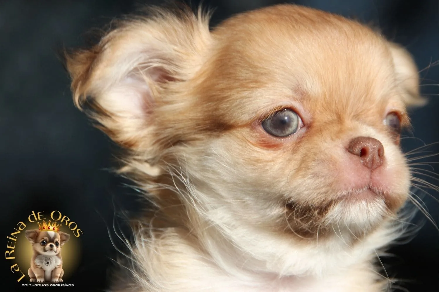 Cachorro Chihuahua Yanky