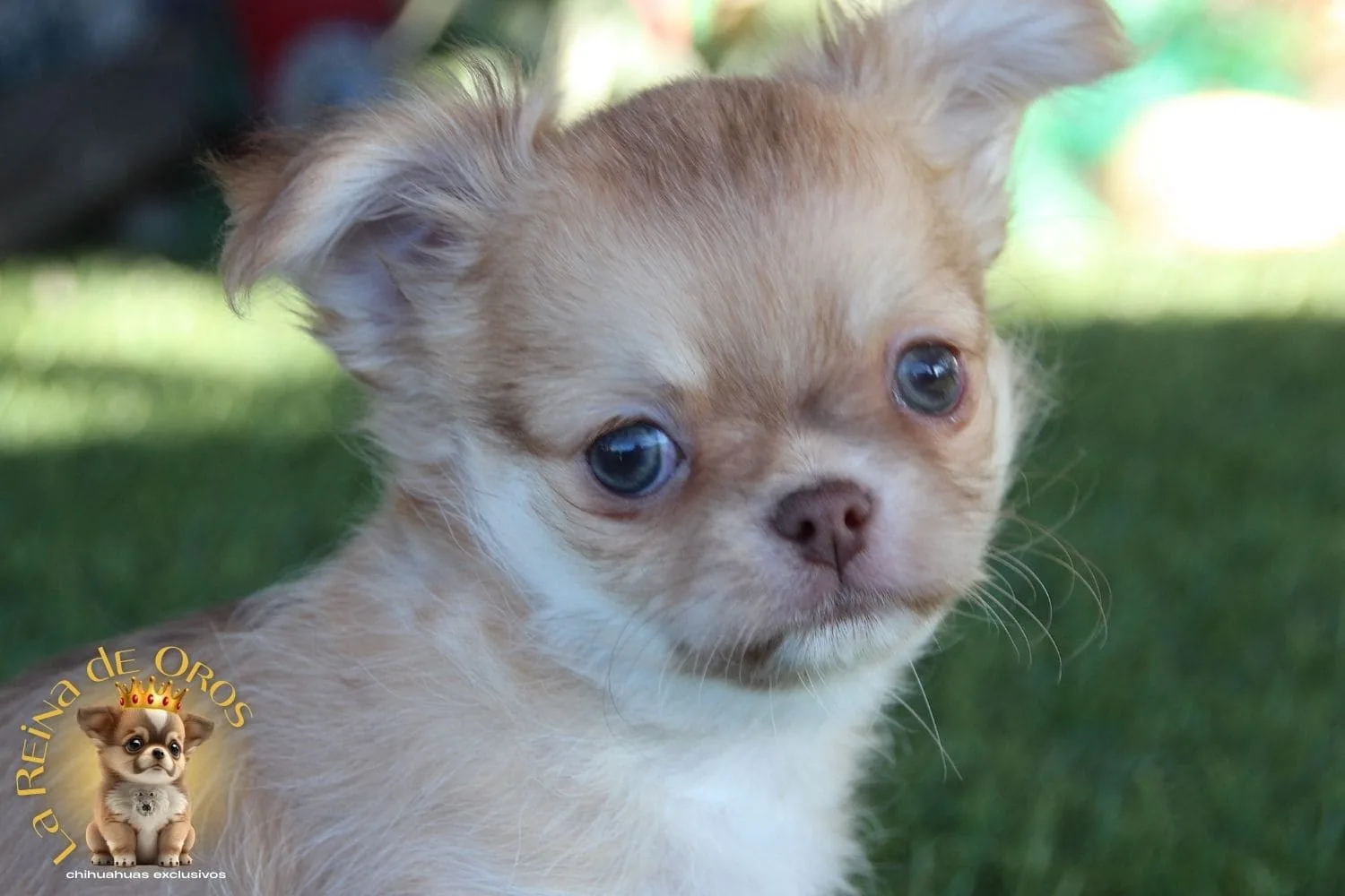 chihuahua rojo