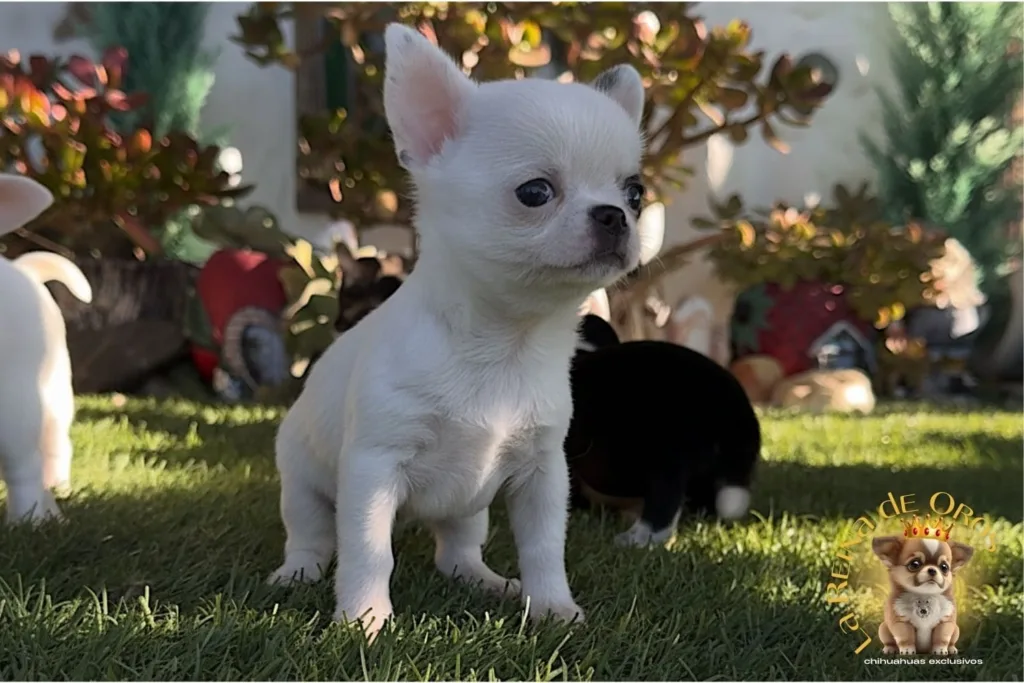 camada de chihuahuas muy pequeños