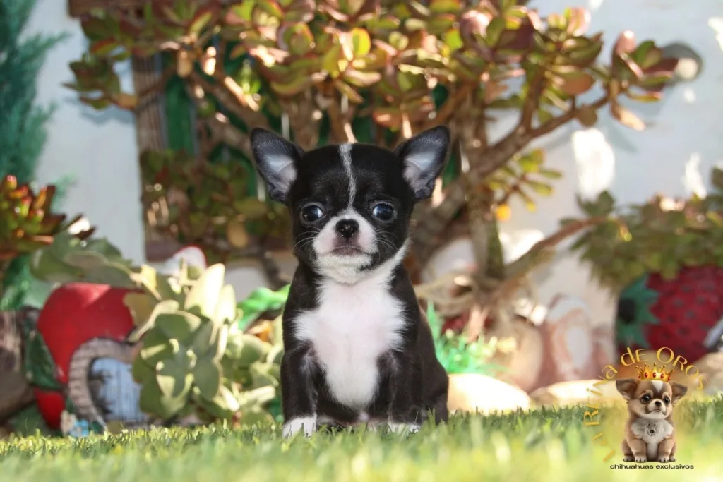 camada de chihuahuas pequeños