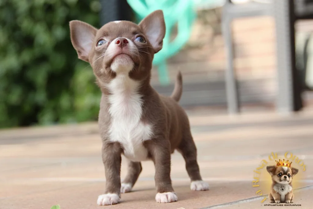 caracter del chihuahua