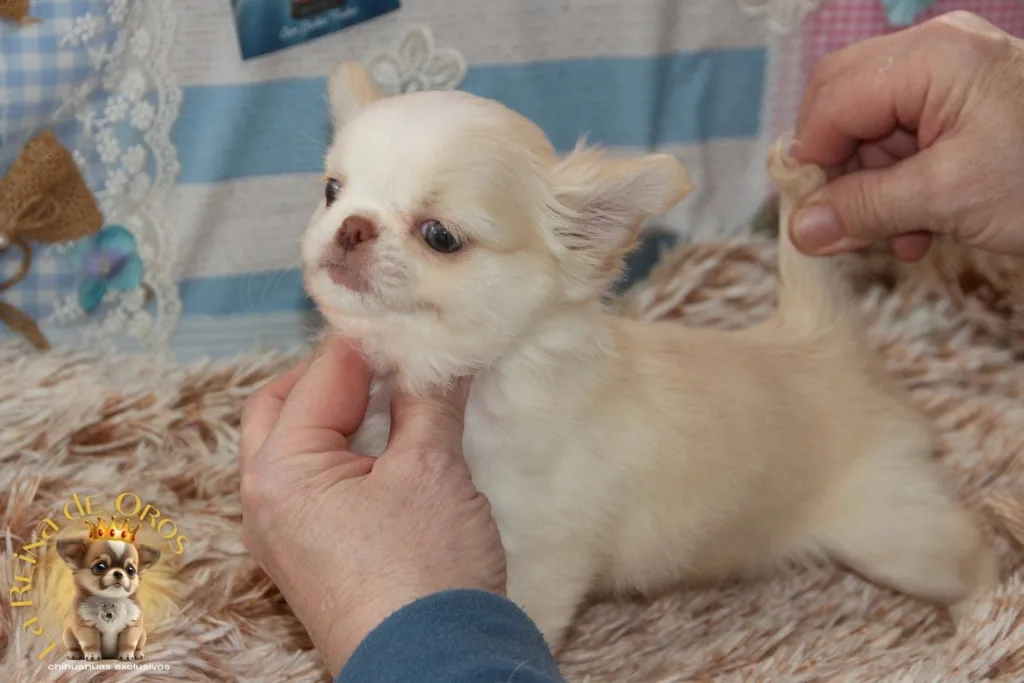 caracter del chihuahua criadero la reina de oros