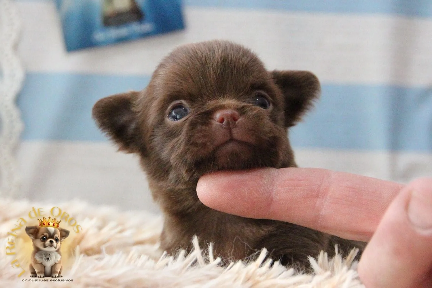 Brownie Hover