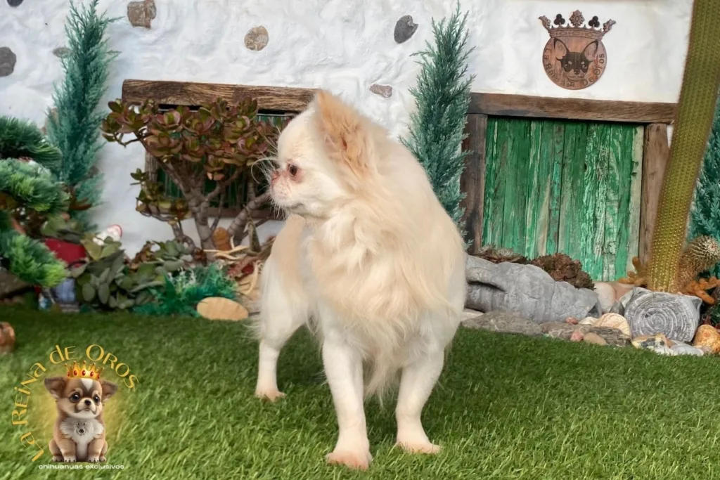 chihuahua de alta seleccion la reina de oros