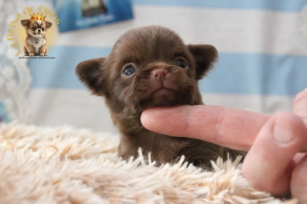 chihuahua de morro corto