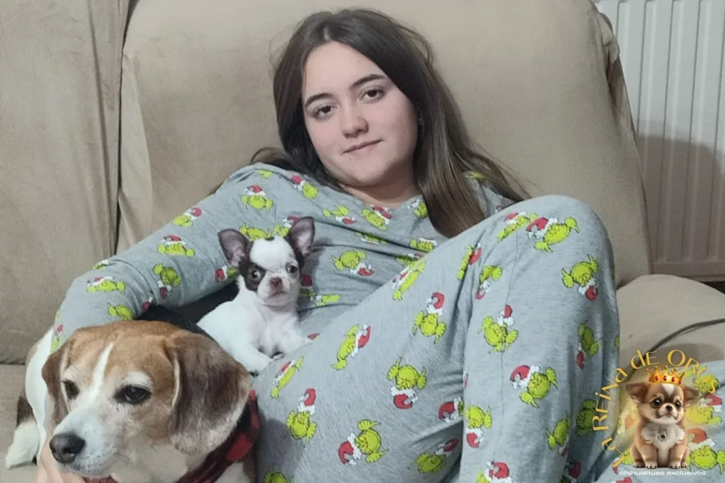niña con chihuahua en guadalajara