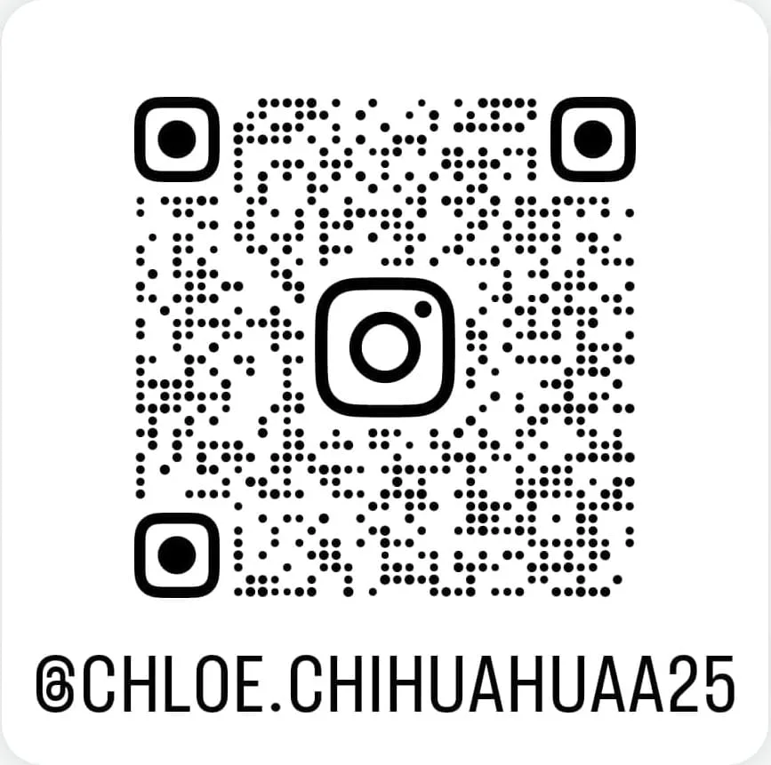 chihuahua guadalajara en instagram
