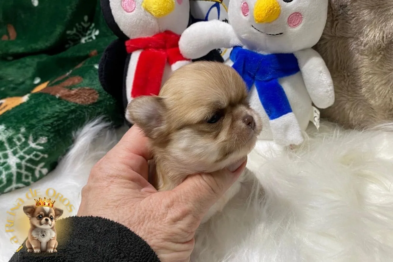 chihuahua roja