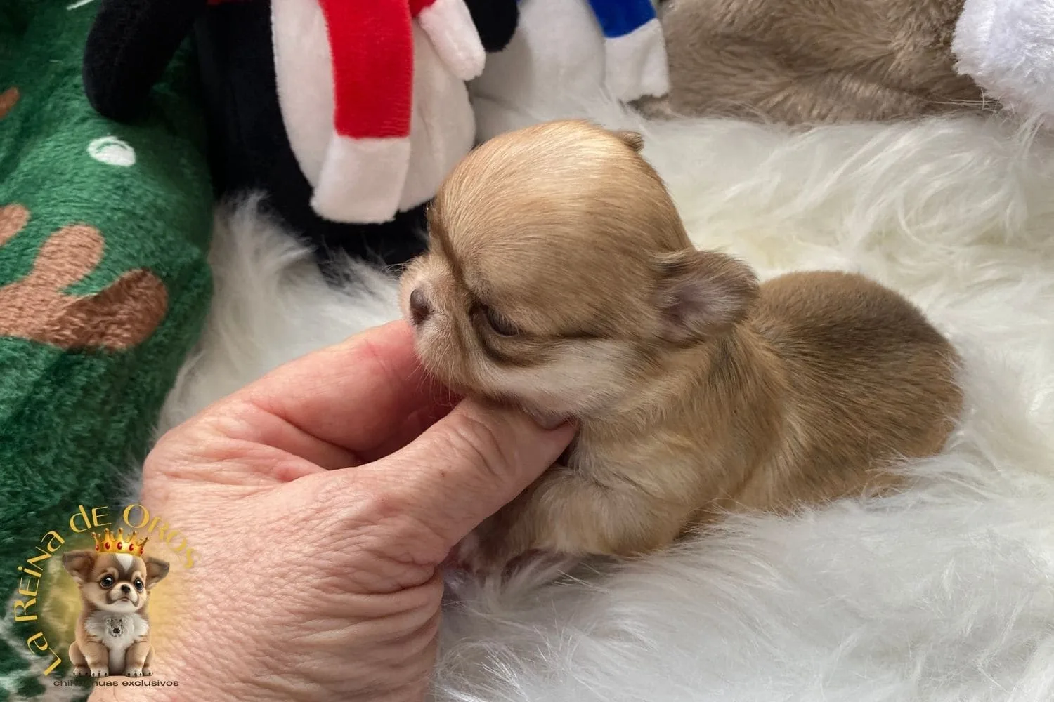 chihuahua roja