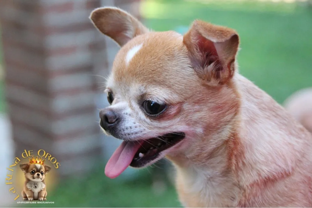 chihuahua adulto con orejas caidas