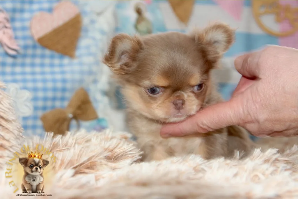 chihuahuas de morro corto