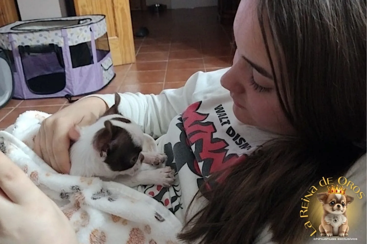 chihuahuas en guadalajara