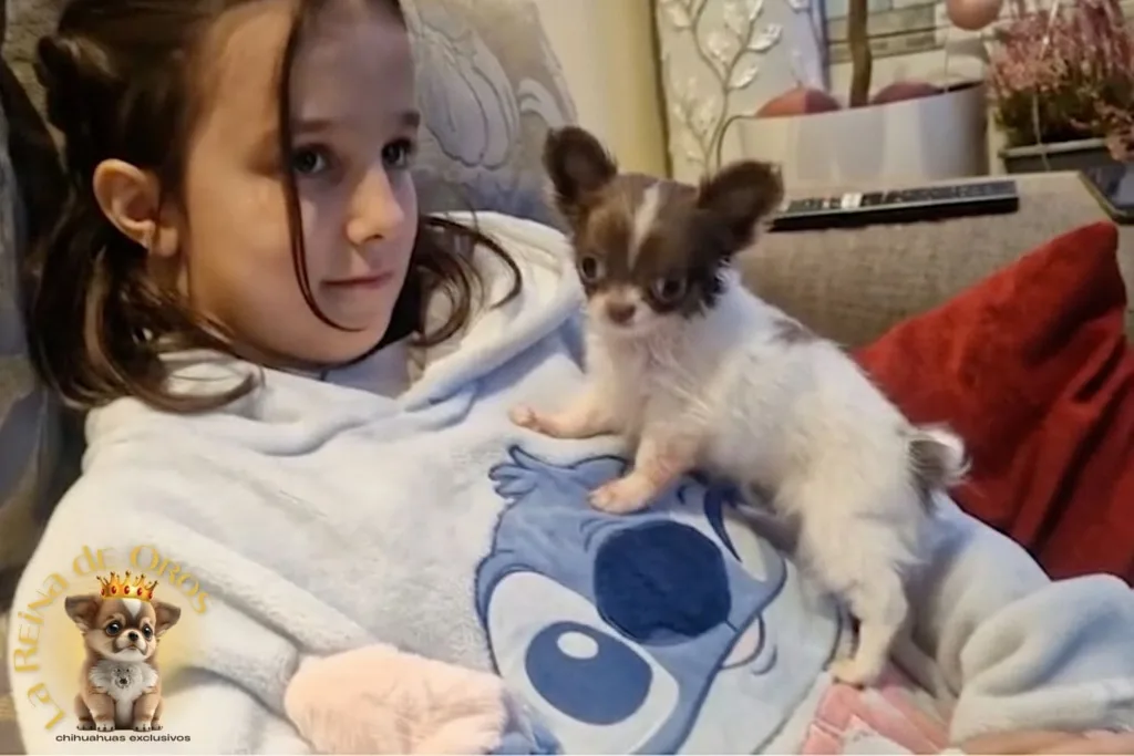 uno de nuestros chihuahuas en madrid