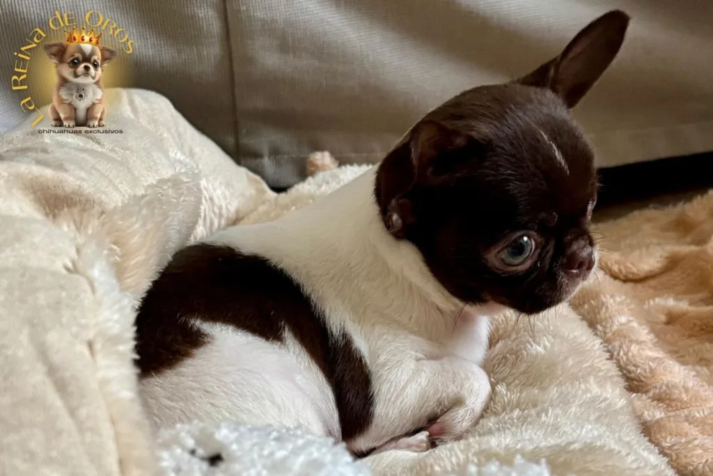 cachorro chihuahua en tarragona