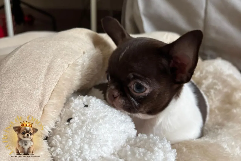 chihuahua en tarragona cliente satisfecho