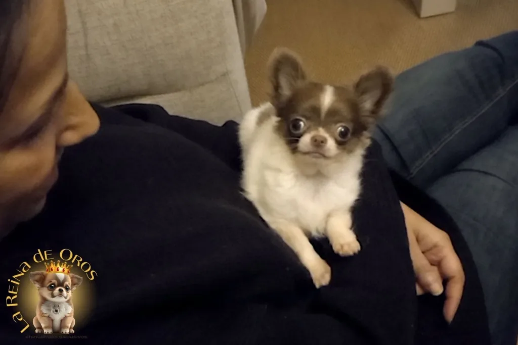 chihuahuas mini en madrid