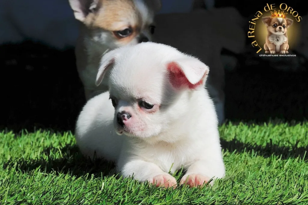 chihuahua con orejas caidas