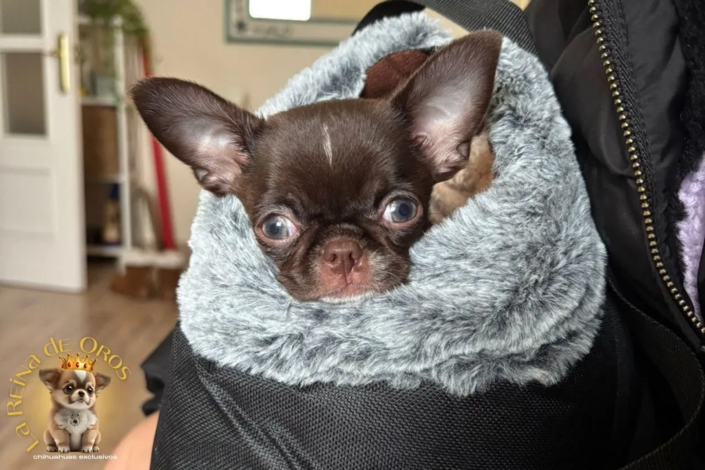 chihuahua en tarragona