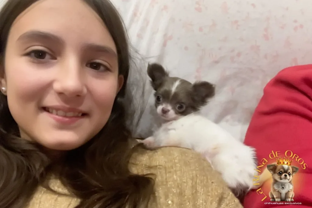 conexión entre una niña y un chihuahua